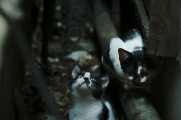 开云平台-独行侠碾压老鹰，约基奇存在感拉满，NBA赛场双星闪耀与团队胜利的交响