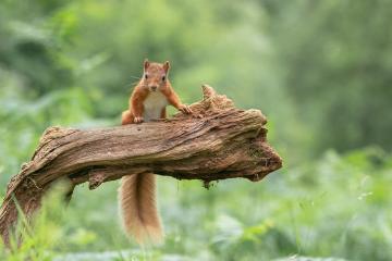 开云体育中国-当北京铁壁缠住迈阿密烈焰，利拉德用一秒钟撕碎时空