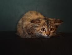 开云体育app-擎天白玉柱！西亚卡姆轰30+11捍卫主场，雄鹿生死战擒奇才暂缓颓势 悬崖边的怒吼，密尔沃基用一场团队胜利找回季后赛呼吸权