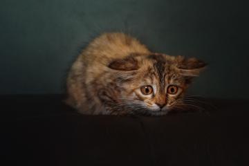 开云体育app-擎天白玉柱！西亚卡姆轰30+11捍卫主场，雄鹿生死战擒奇才暂缓颓势 悬崖边的怒吼，密尔沃基用一场团队胜利找回季后赛呼吸权