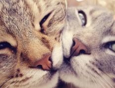 开云体育app-智利对阵瑞士，奥利维耶完成里程碑，书写个人传奇