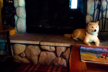 开云下载-速度与激情的双城记，F1街道赛焦点战与灰熊狂胜掘金的体育盛宴