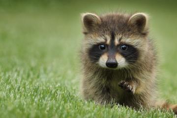 开云体育官网-撕裂夜幕的火焰，托尼奥运关键战无人可挡