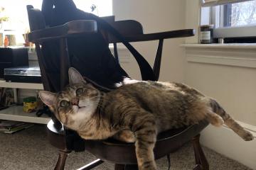 开云下载-极速与王朝，当F1引擎在巴林咆哮，老鹰的羽翼遮蔽了圣安东尼奥的天空