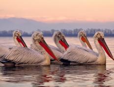 开云体育在线-国际友谊赛，西班牙小将加维对阵南非持续制造杀伤，里昂球场见证新星崛起