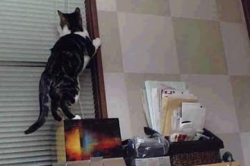 开云体育app-霍勒迪关键爆发助森林狼力克骑士，展露季后赛獠牙