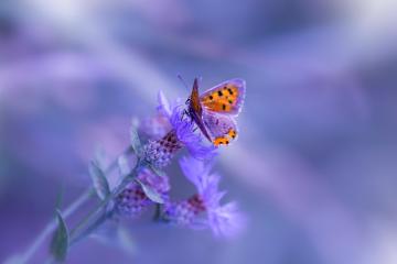 开云体育登录-绿茵场上的救赎，当阿森纳遇见埃及，卢卡库的重生之夜