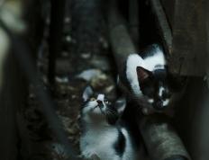 开云体育平台APP-冰与火之歌，坎特终场绝杀，冰岛改写北美冰球霸权叙事