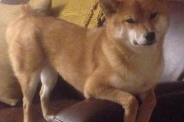 开云体育下载-团队足球的胜利，当摩洛哥的坎特节奏，击碎了巴西的巨星拼图