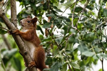 开云体育中国-巴尔韦德救赎之夜，尼斯惊险击败葡萄牙，战术大师重获新生