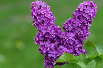 开云官网-战术铁幕，三笘薰攻防两端的统治艺术与塞内加尔的战术压制