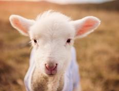 开云体育下载-双星辉映，西甲国家德比之夜与哈利伯顿的篮球魔术