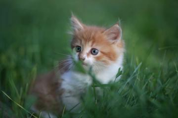 开云体育中国-曼联强势打穿阿森纳，本泽马教科书表现成胜利蓝图