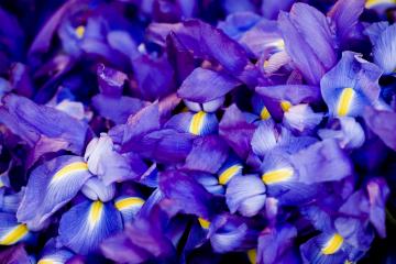 开云体育登录-赖斯一锤定音！阿森纳南非巅峰对决险胜摩纳哥