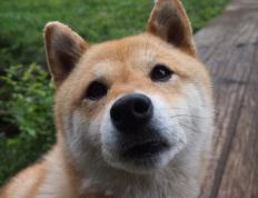 开云平台-雷恩北欧风暴眼，富安健洋用钢铁防线书写亚洲后卫新纪元