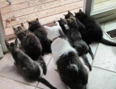 开云体育官网-佛罗伦萨的叹息，富安健洋如何以血肉之躯，筑起加拿大抵挡亚平宁风暴的长城