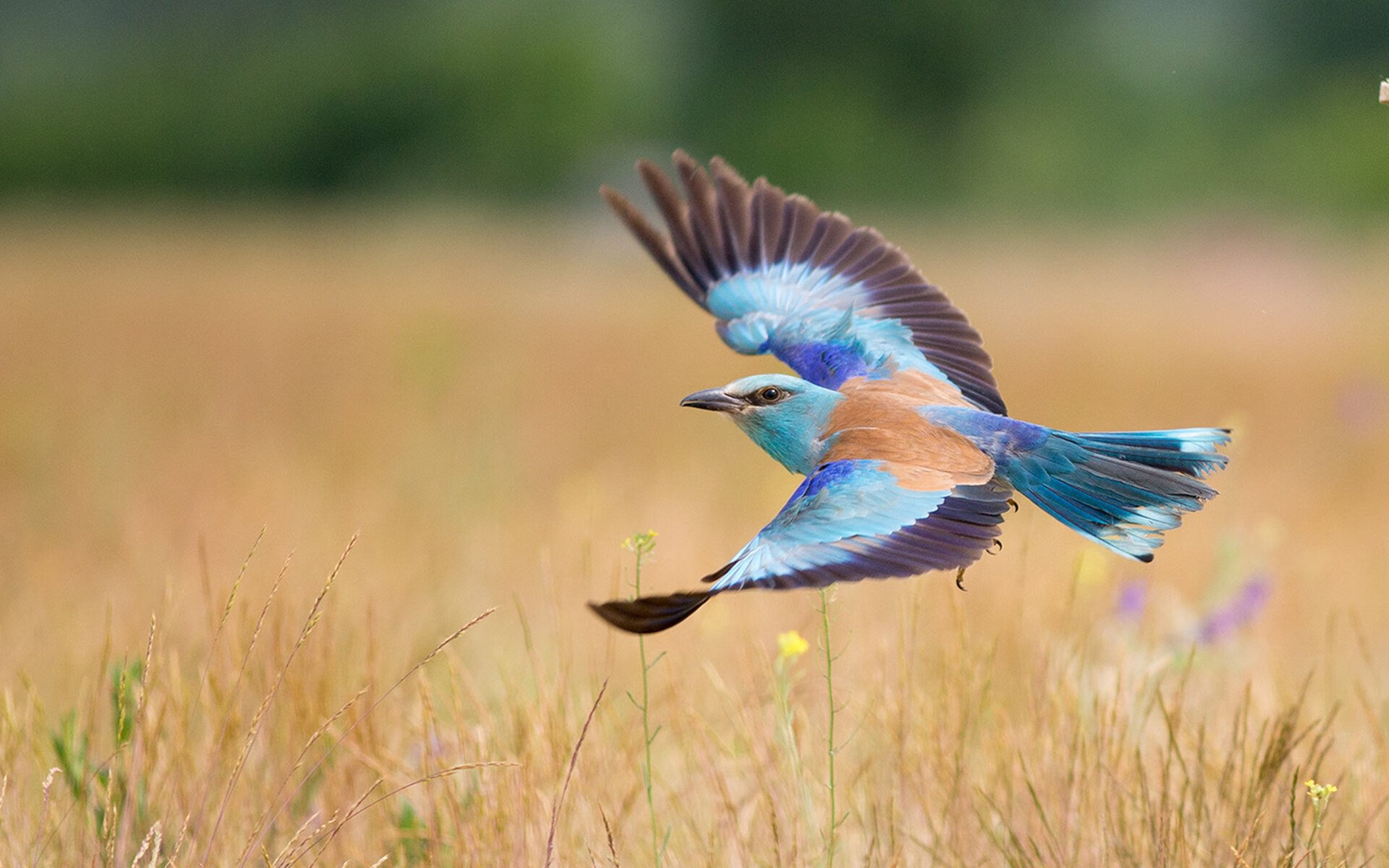 开云平台-斗牛士之殇，迪巴拉梅开二度，葡萄牙新王当立