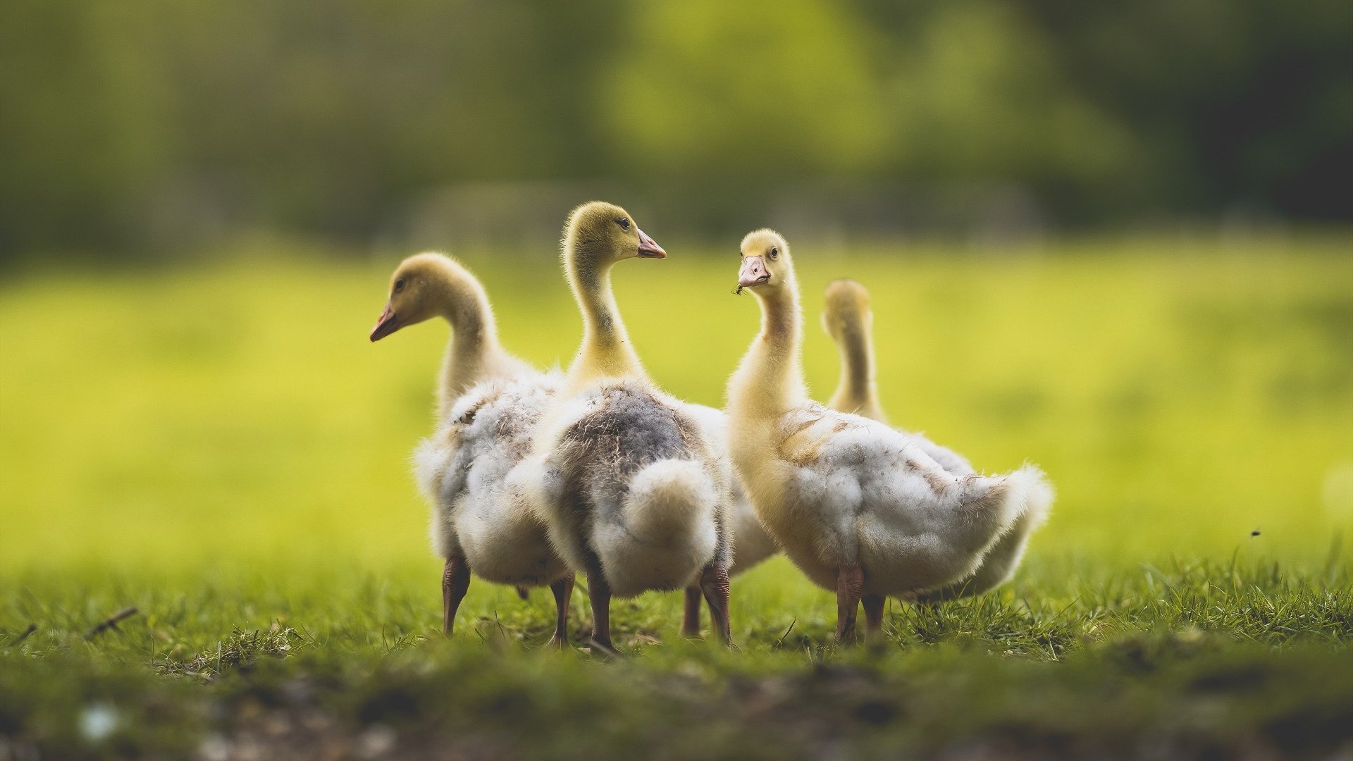 开云官网-从洛杉矶到北美，英格拉姆的双重蜕变与篮球传承