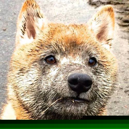 开云官网-从洛杉矶到北美，英格拉姆的双重蜕变与篮球传承