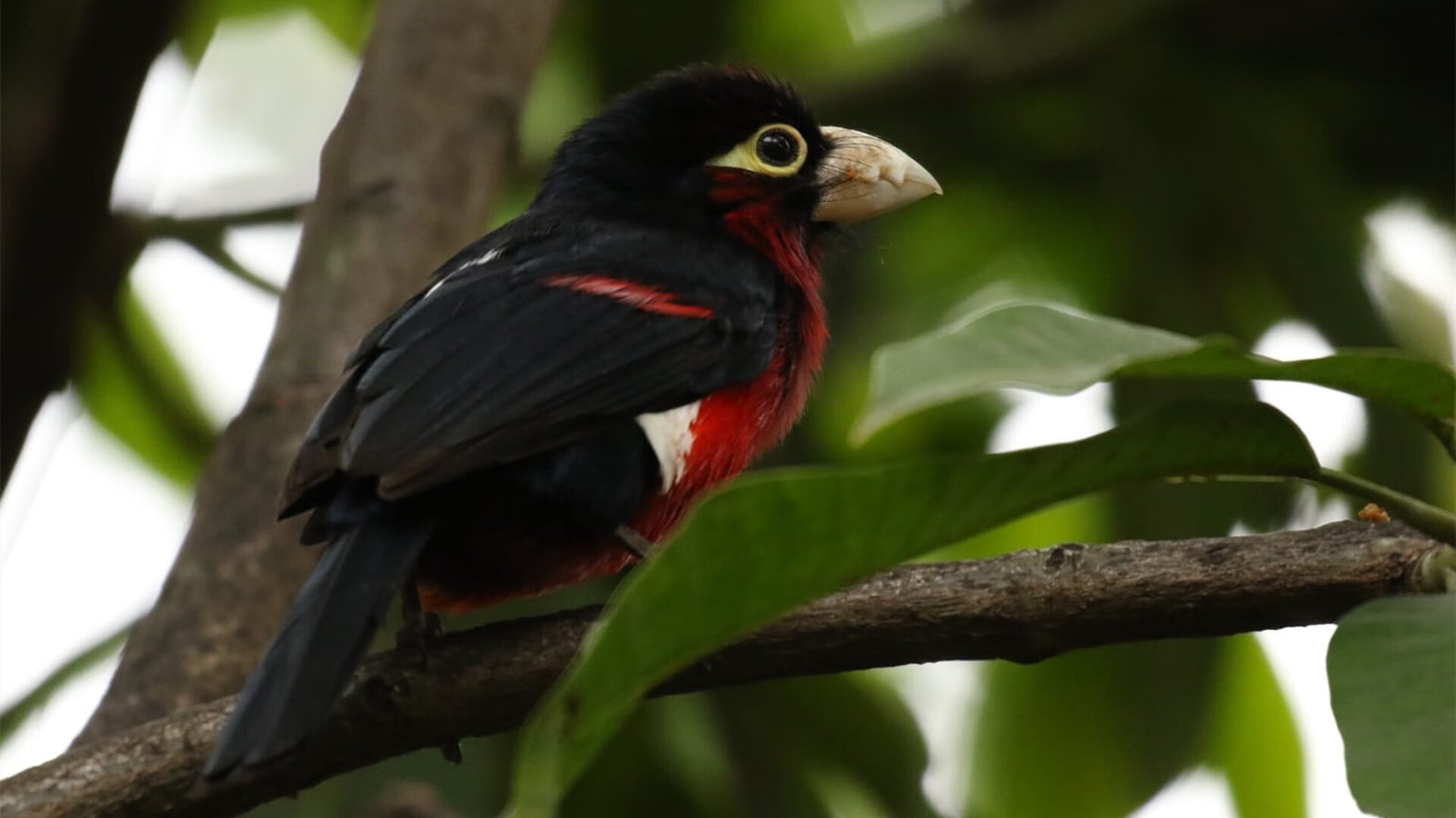 开云体育下载-埃及强势压制苏格兰，福登闪耀成全场焦点