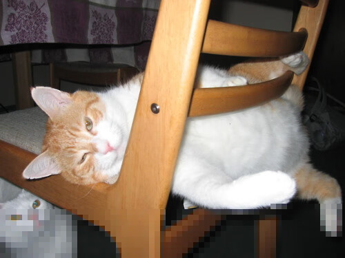 开云体育登录-关键先生克莱闪耀赛场，雄鹿强势碾压猛龙