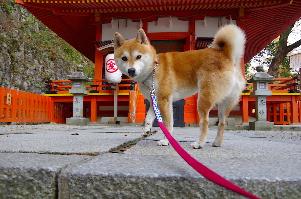 开云体育入口-布伦森，在霓虹灯下编织胜利的人