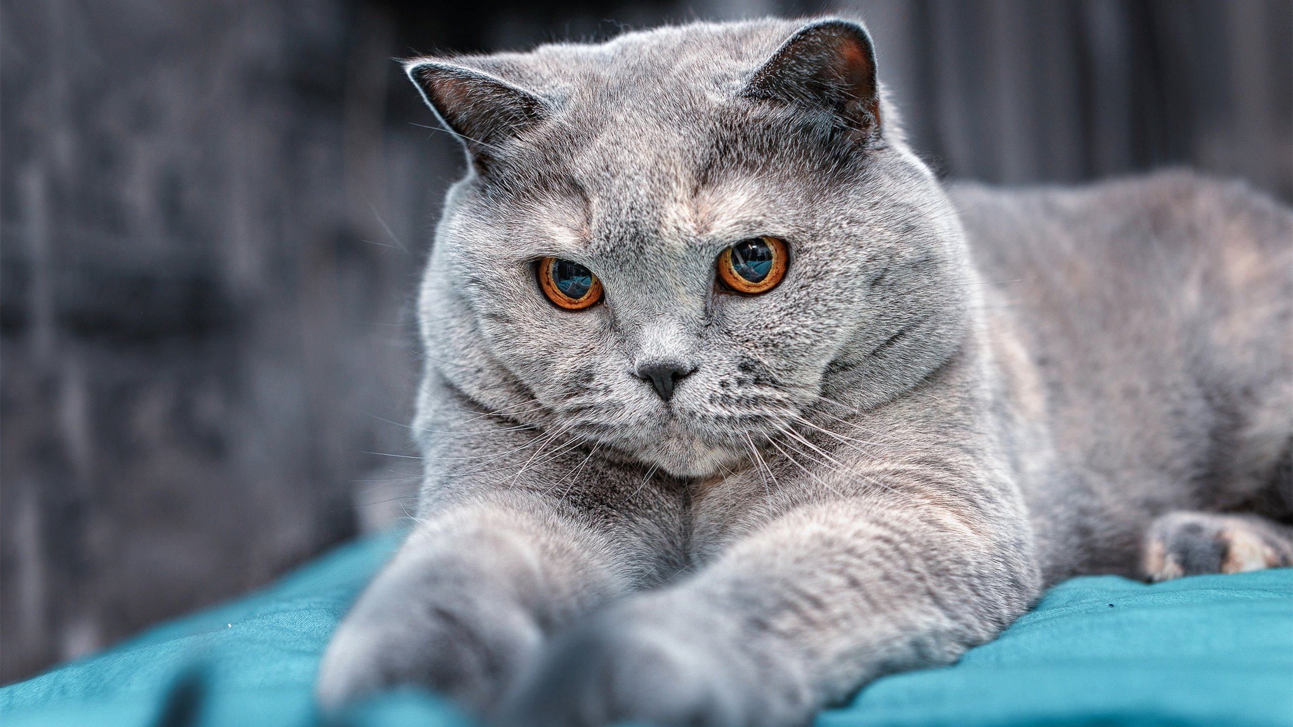 开云体育登录-绿茵交响诗，2026世界杯之夜的蒂亚戈统治级乐章