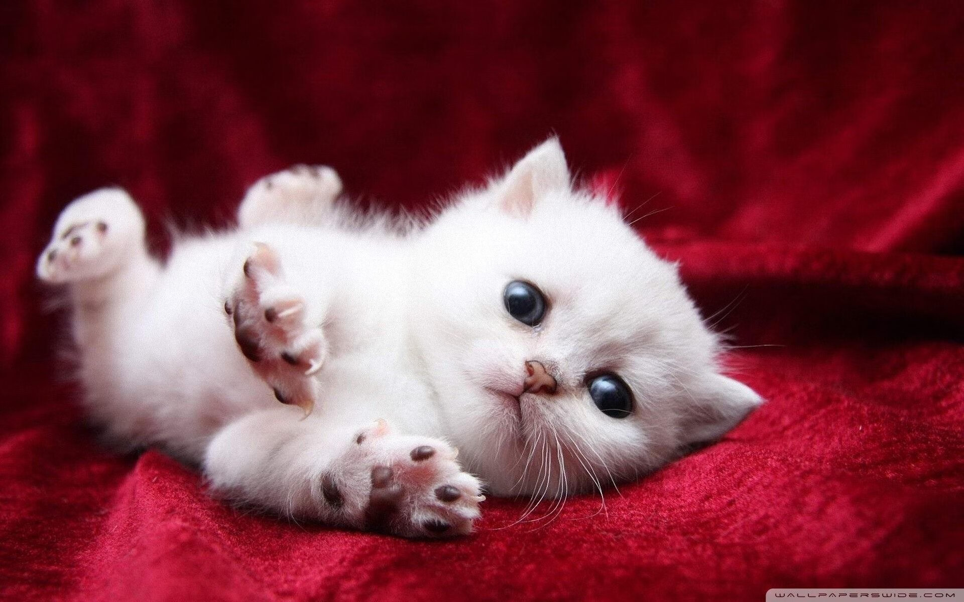 开云体育官方网站-曼城蓝月带走阿尔及利亚之光,德布劳内一剑封喉定乾坤