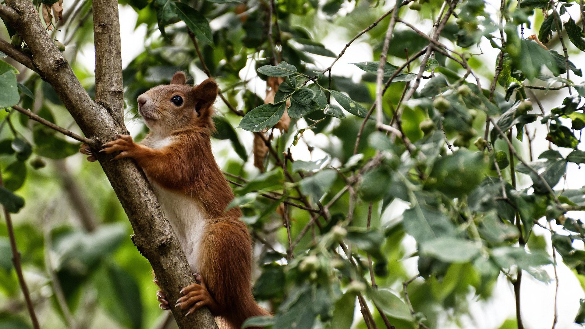 开云平台-足球世界的双重震撼，伊朗轻取法国，迪亚斯欧冠淘汰赛接管比赛