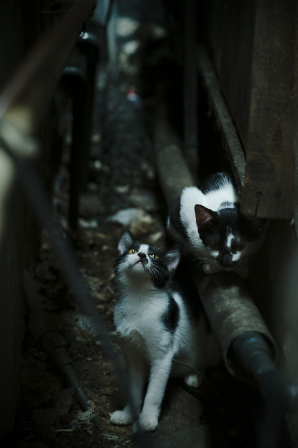 开云平台-独行侠碾压老鹰,约基奇存在感拉满,NBA赛场双星闪耀与团队胜利的交响