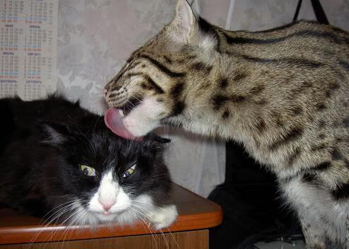 开云平台-独行侠碾压老鹰,约基奇存在感拉满,NBA赛场双星闪耀与团队胜利的交响