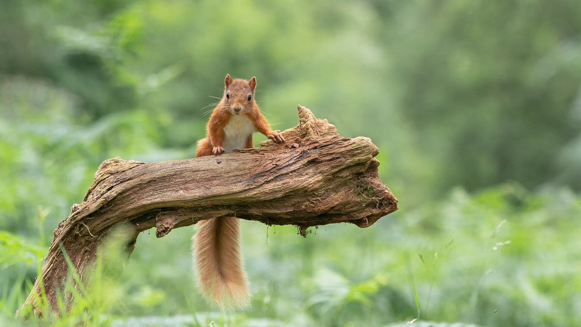 开云体育中国-当北京铁壁缠住迈阿密烈焰,利拉德用一秒钟撕碎时空