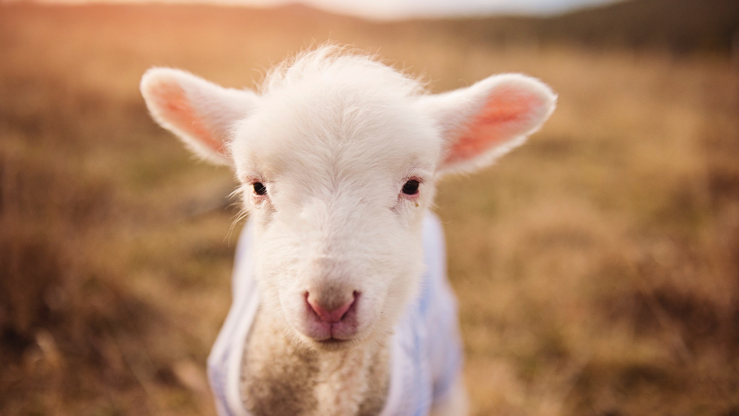 开云官网-拉梅洛连创新高难救主,热火团队风暴轻取开拓者