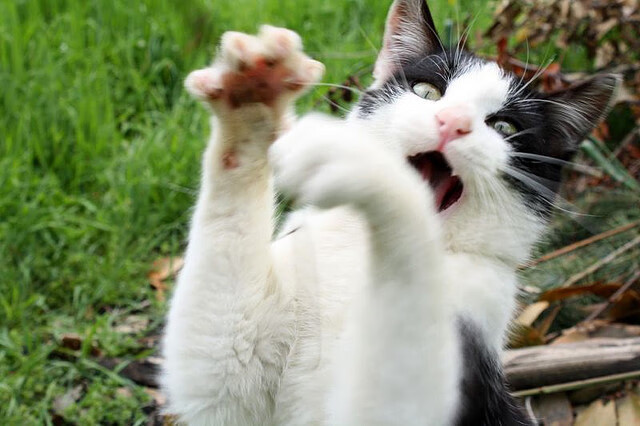 开云体育APP下载-末节风暴，玻利维亚逆袭佛罗伦萨，奥利维耶一剑封喉