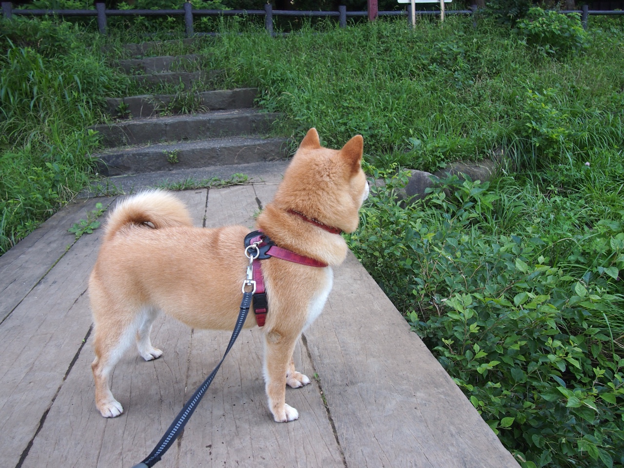 开云体育-奇迹蜕变，尼斯如何让争议后卫重生，凯塞多成隐形引擎