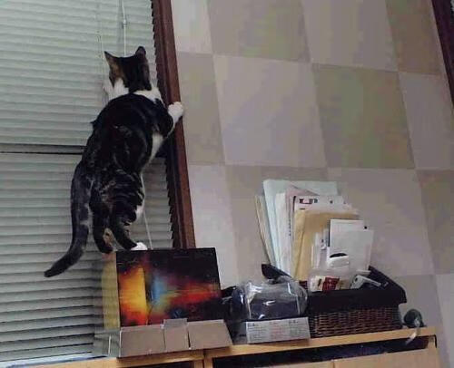 开云体育app-霍勒迪关键爆发助森林狼力克骑士，展露季后赛獠牙