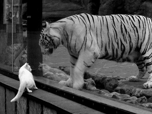 开云APP-东方试金石与西岸新王，当湖人遇见深圳，拉梅洛·鲍尔的杀伤美学