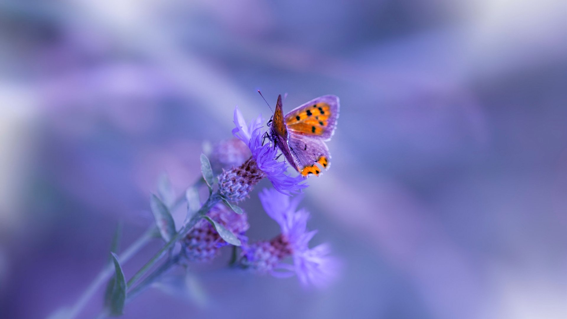 开云体育登录-绿茵场上的救赎,当阿森纳遇见埃及,卢卡库的重生之夜