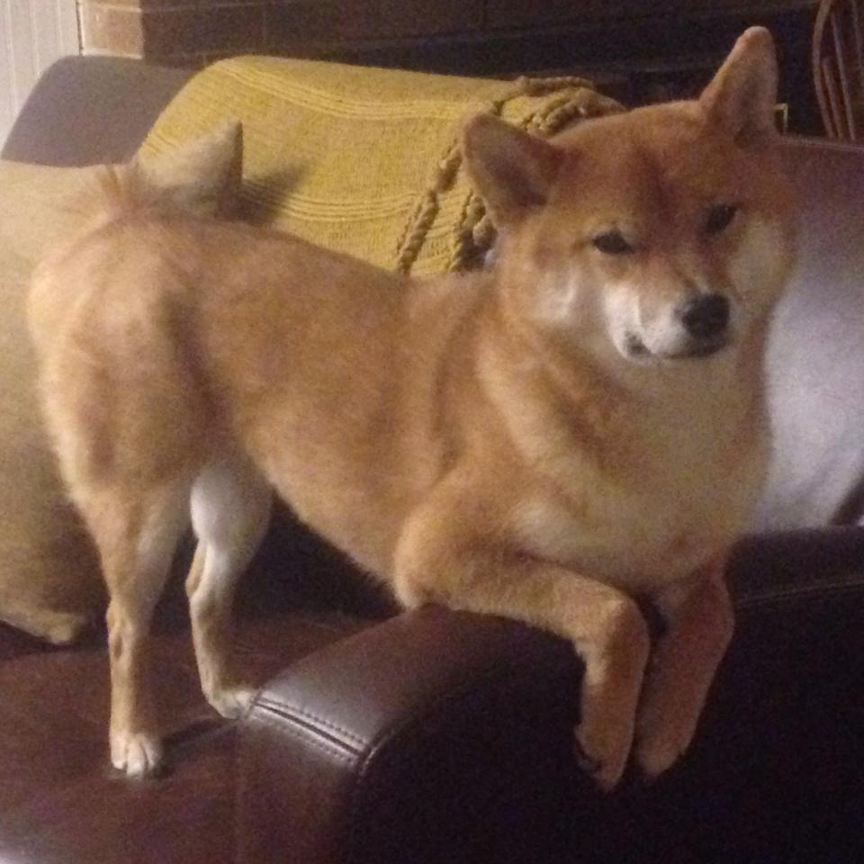 开云体育下载-团队足球的胜利，当摩洛哥的坎特节奏，击碎了巴西的巨星拼图