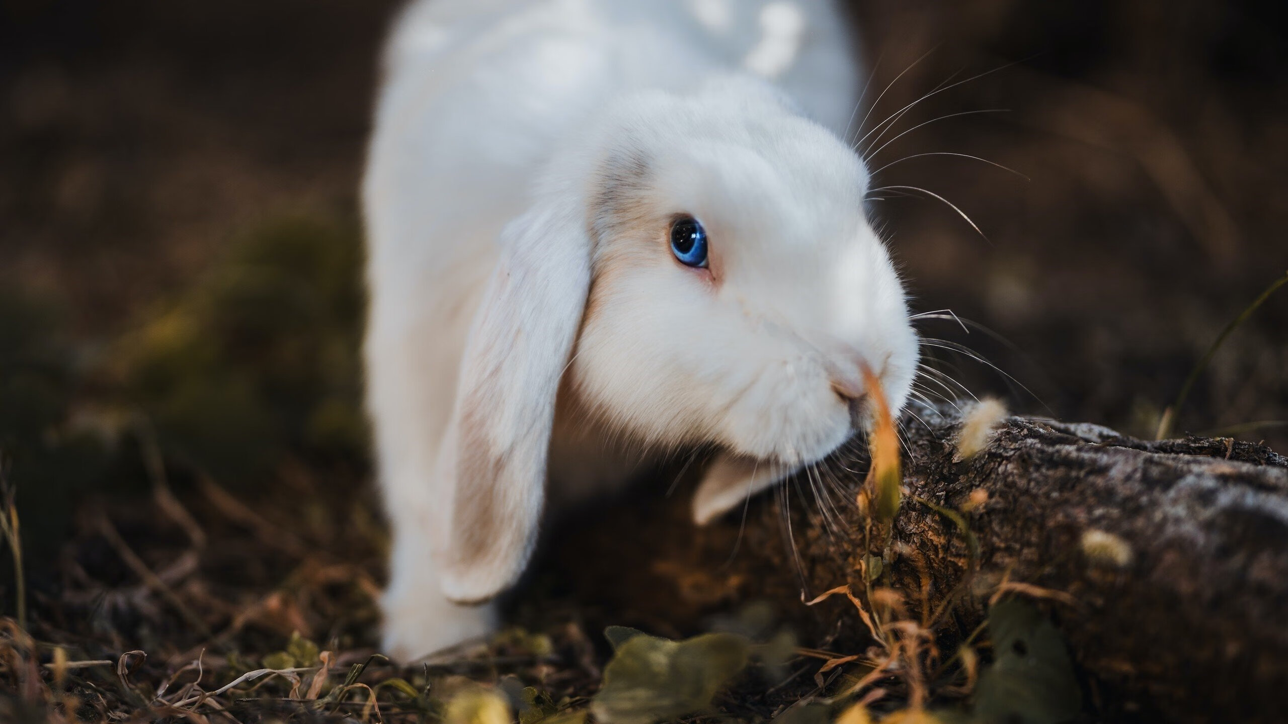 开云体育下载-绿茵传奇，切尔西史诗翻盘那不勒斯，维尼修斯新时代存在感拉满