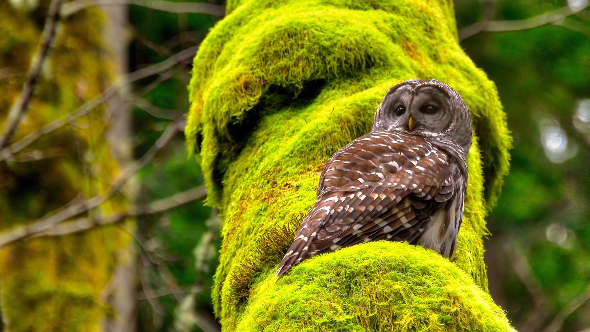 开云平台-库里致命三分+10分逆转!老鹰队惨遭掘金史诗级翻盘背后,是巨星与本能的终极对话
