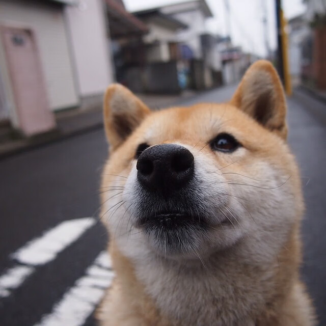 开云体育中国-巨人觉醒!戈贝尔彻底打爆防线助新疆队斩落北境之王