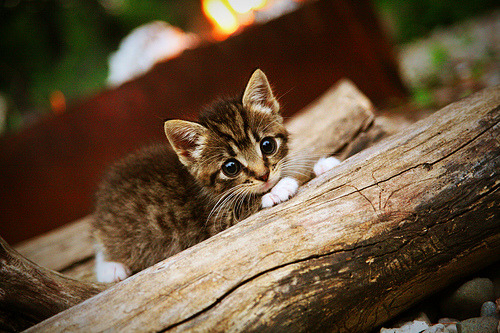 开云体育中国-凤凰涅槃,太阳争冠战胜出奇才,詹姆斯加冕关键先生